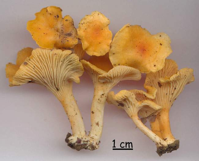 Cantharellus friesii